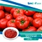 Tomato Paste